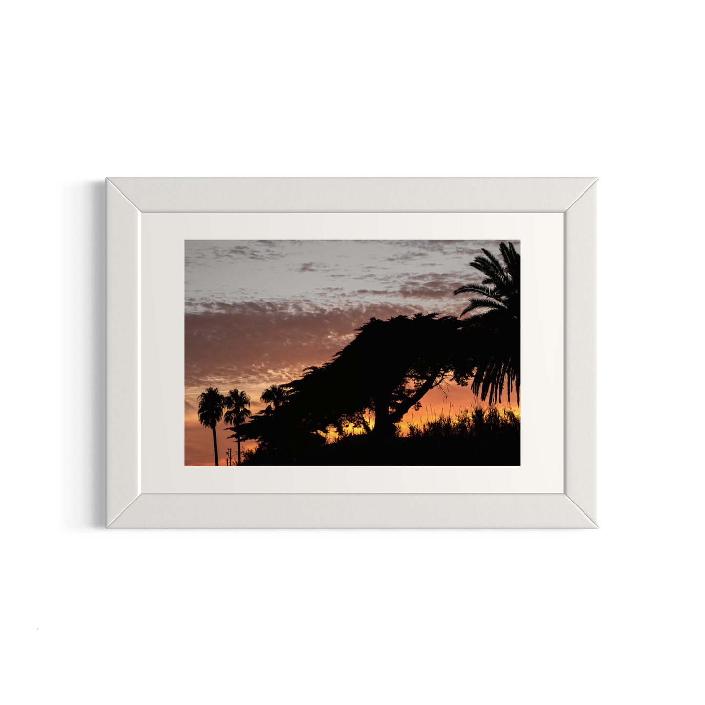 NOMO NOPRO 40 x 60 cm / Cadre Bois Blanc Tirage "PALMTREES" L'Almanarre n°4