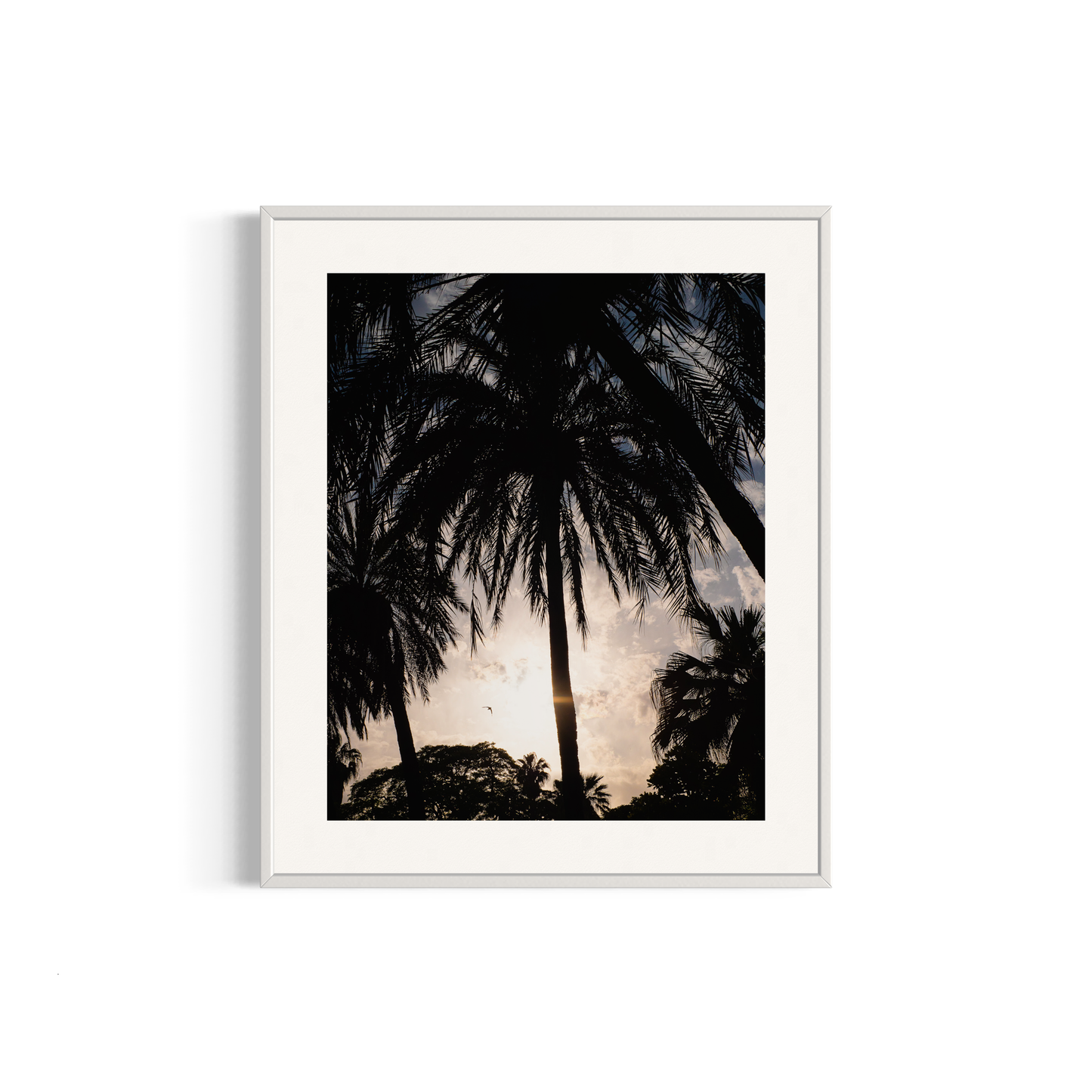 NOMO NOPRO 50 x 60 cm / Cadre Aluminium Blanc Tirage "PALMTREES" Málaga n°2