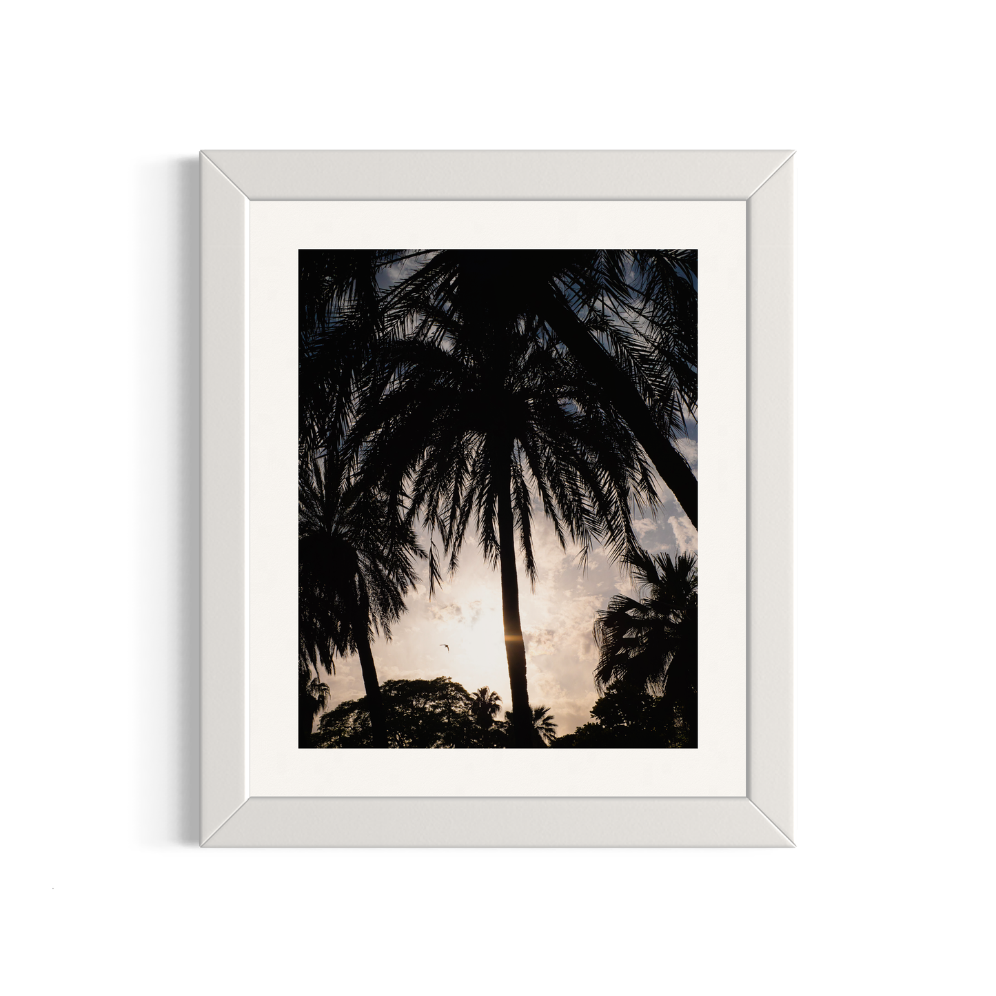 NOMO NOPRO 50 x 60 cm / Cadre Bois Blanc Tirage "PALMTREES" Málaga n°2