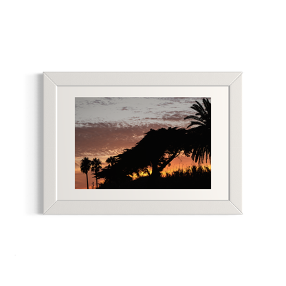 NOMO NOPRO 40 x 60 cm / Cadre Bois Blanc Tirage "PALMTREES" L'Almanarre n°4