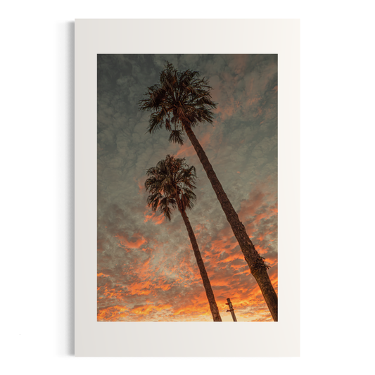 NOMO NOPRO 40 x 60 cm / Sans Cadre Tirage "PALMTREES" L'Almanarre n°1