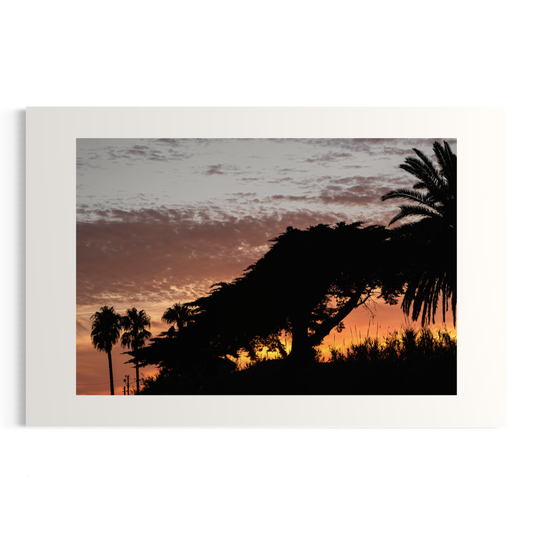 NOMO NOPRO 40 x 60 cm / Sans Cadre Tirage "PALMTREES" L'Almanarre n°4