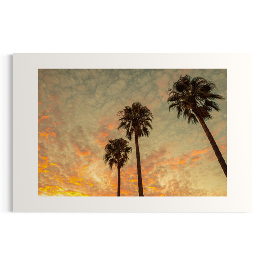 NOMO NOPRO 40 x 60 cm / Sans Cadre Tirage "PALMTREES" L'Almanarre n°7