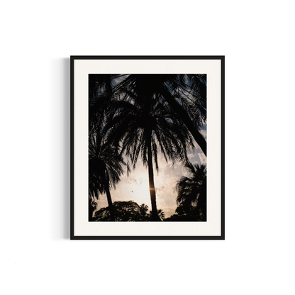 NOMO NOPRO 50 x 60 cm / Cadre Aluminium Noir Tirage "PALMTREES" Málaga n°2