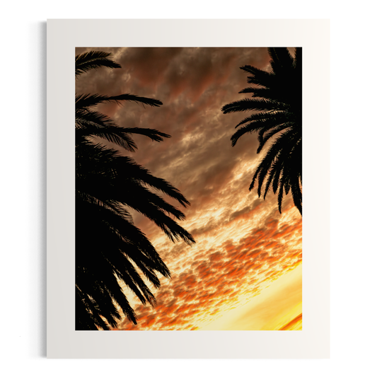 NOMO NOPRO 50 x 60 cm / Sans Cadre Tirage "PALMTREES" L'Almanarre n°2
