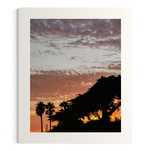 NOMO NOPRO 50 x 60 cm / Sans Cadre Tirage "PALMTREES" L'Almanarre n°3