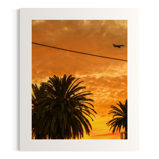 NOMO NOPRO 50 x 60 cm / Sans cadre Tirage "PALMTREES" L'Almanarre n°5