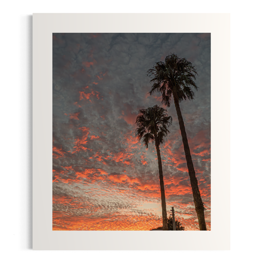 NOMO NOPRO 50 x 60 cm / Sans cadre Tirage "PALMTREES" L'Almanarre n°6