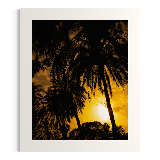 NOMO NOPRO 50 X 60 cm / Sans cadre Tirage "PALMTREES" Málaga n°1