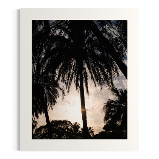 NOMO NOPRO 50 x 60 cm / Sans cadre Tirage "PALMTREES" Málaga n°2