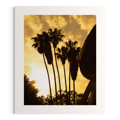 NOMO NOPRO 50 x 60 cm / Sans cadre Tirage "PALMTREES" Málaga n°3