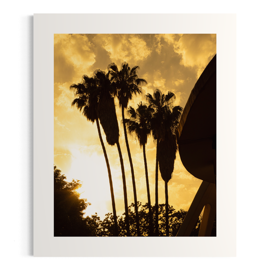 NOMO NOPRO 50 x 60 cm / Sans cadre Tirage "PALMTREES" Málaga n°3