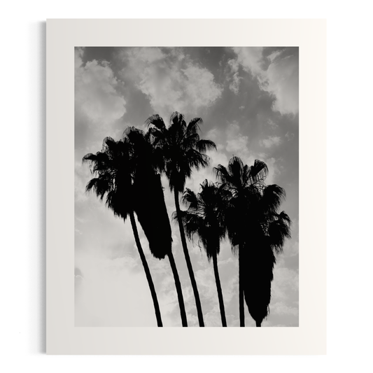NOMO NOPRO 50 x 60 cm / Sans cadre Tirage "PALMTREES" Málaga n°4